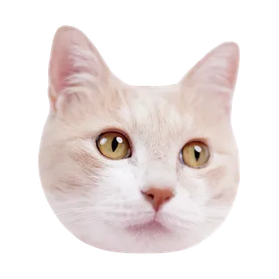 챠비는 말랑떡고양이