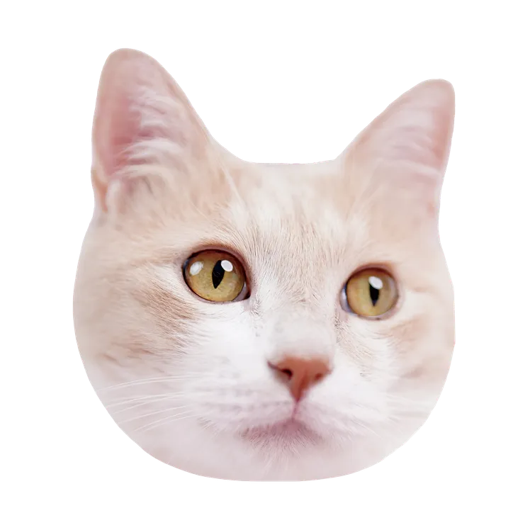 챠비는 말랑떡고양이