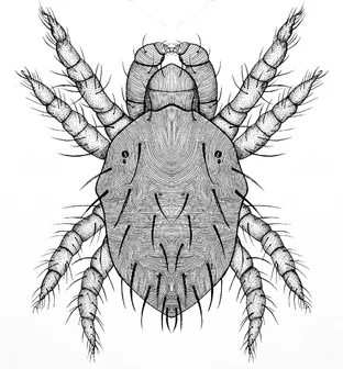 Biological Junk
