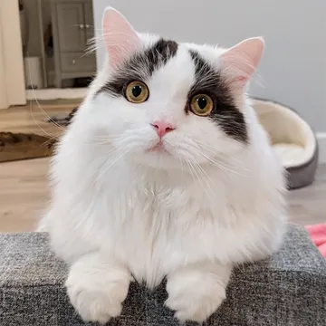 꼬부기아빠