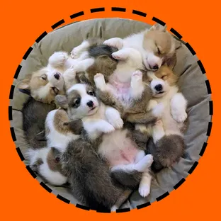 8코기네 /8Corgi House