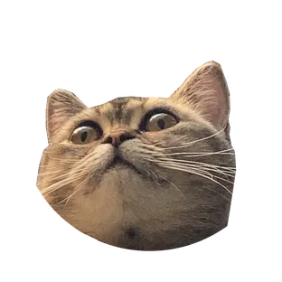 Youngcat