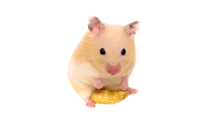 박콩