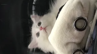 후츄샵