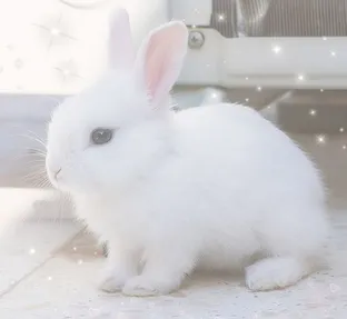 냥니뉴녜뇨