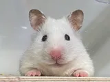 BENI