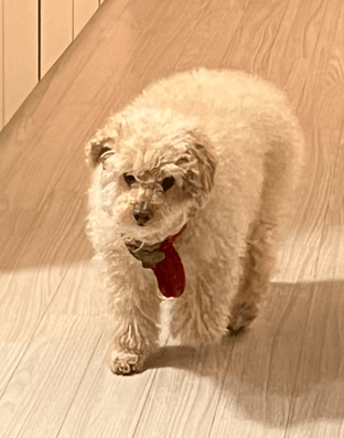 BIG POODLE COCO
