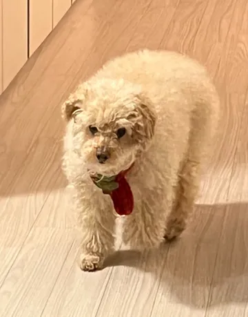 BIG POODLE COCO