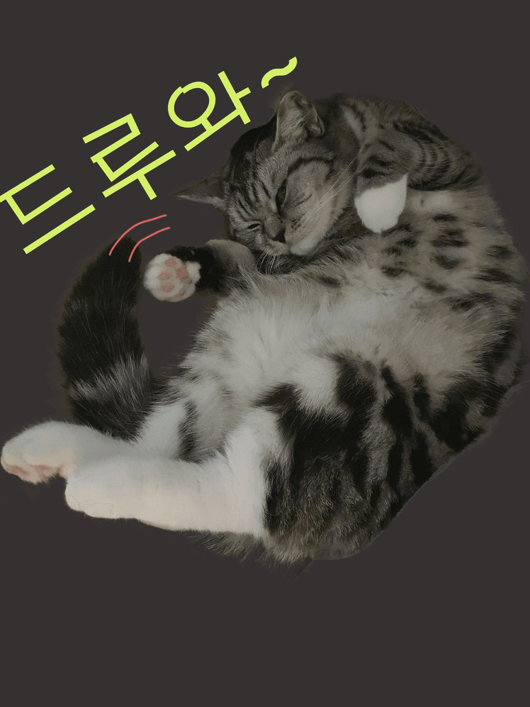 고양이OLEO