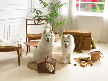 사모예드타비꾸