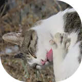 하하하