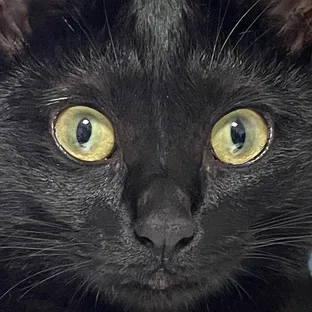 MOMIKIZI