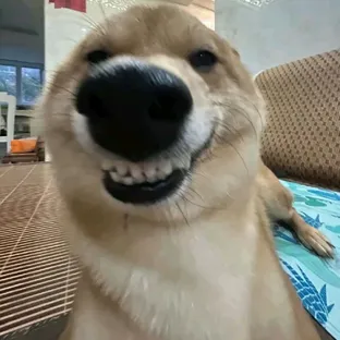 고짓사