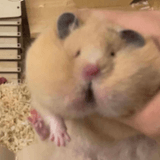 김곡물