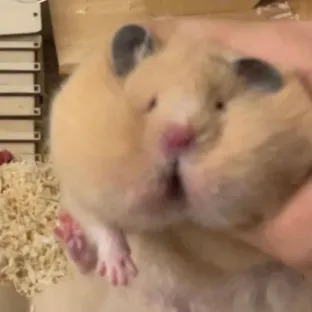 김곡물