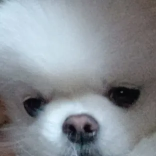 NSSeob