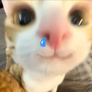 DOGEMODE