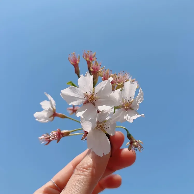 블링바이올렛