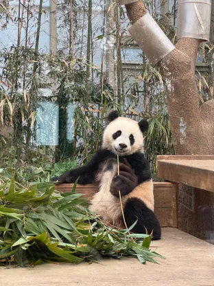 Panda