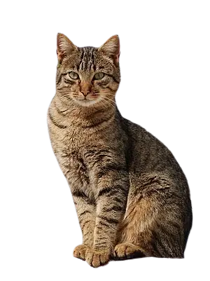 thumbnail_background_img