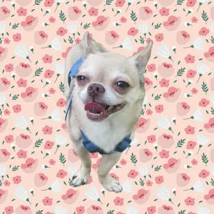호미샵
