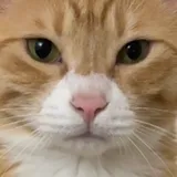 Gogo